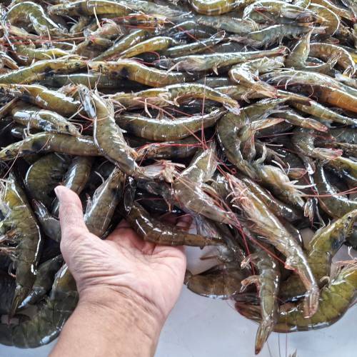 Bluesupply Indonesia udang